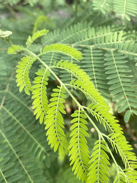 Зелене Листя Акації Папороті Лісі — стокове фото