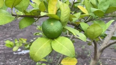 Doğa bahçesinde limon meyvesi