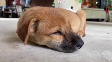 Yerdeki sevimli köpek.