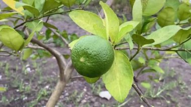 Doğa bahçesinde limon meyvesi