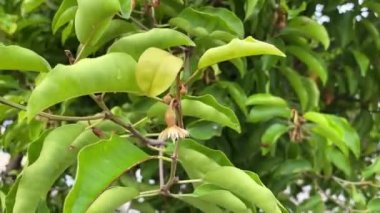 Mimusops elengi tree in nature garden