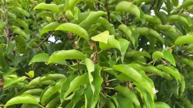 Mimusops elengi tree in nature garden