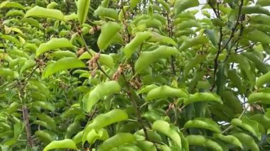 Mimusops elengi tree in nature garden