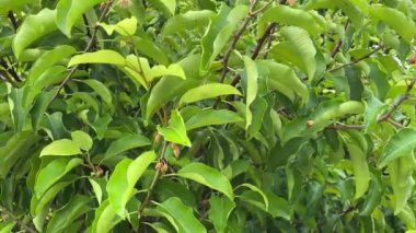 Mimusops elengi tree in nature garden
