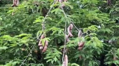 Demirhindi meyvesi doğa bahçesinde