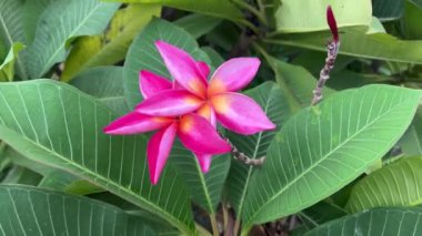 Pembe tesisat çiçeği doğa bahçesinde.