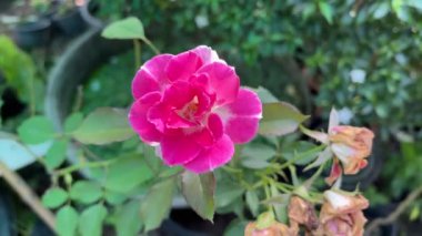 Doğa bahçesinde pembe gül çiçeği