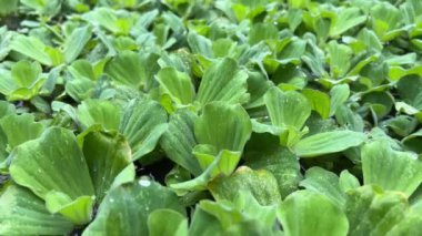 Balık havuzundaki ördek yosunu kapatıyoruz.