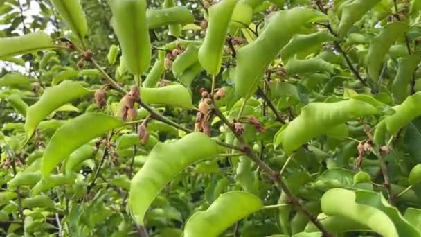 Mimusops Elengi Tree Nature Garden — Αρχείο Βίντεο
