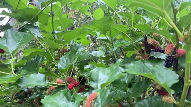Moerbeifruit Natuur Tuin — Stockvideo