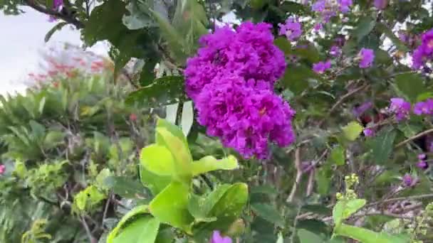 自然庭園のラガーストロミア スペキオーサの花 — ストック動画