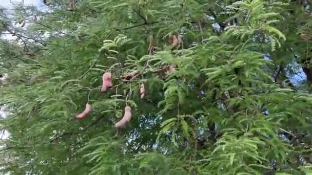 Tamarindenfrüchte Naturgarten — Stockvideo