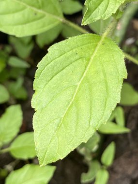 yeşil fesleğen yaprakları doğa bahçesinde