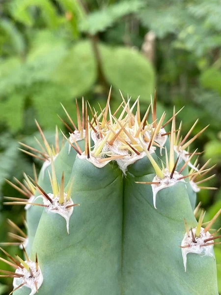 Közel Egy Kaktusz Zöld Háttér — Stock Fotó