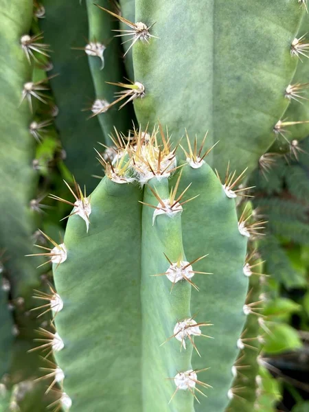 Közel Egy Kaktusznövény Természetben Kert — Stock Fotó