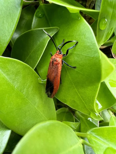 Groene Kever Een Blad — Stockfoto