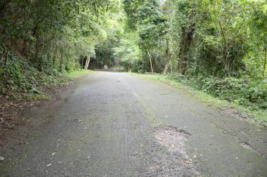 Chonburi Tayland 'daki ormanda yol.