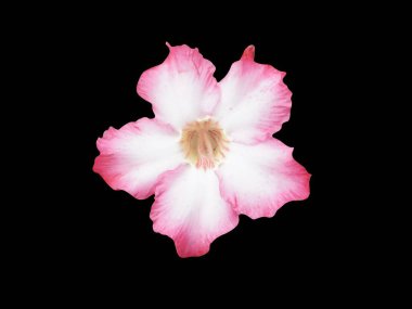 Siyah arka planda güzel pembe bir zambak çiçeği.