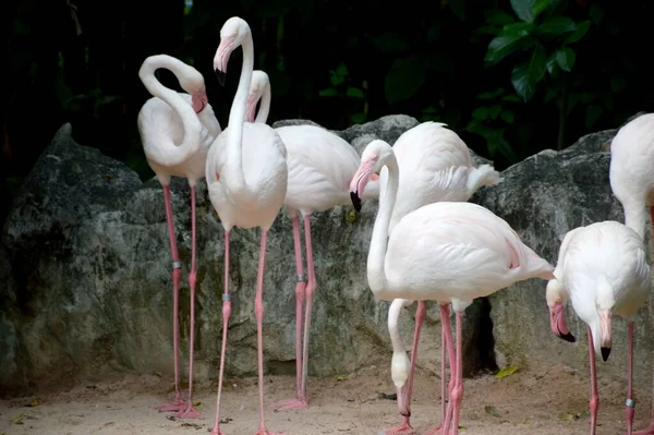 Fechar Flamingos Floresta — Fotografia de Stock