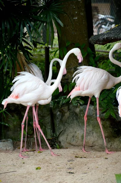 Fechar Flamingo Floresta — Fotografia de Stock