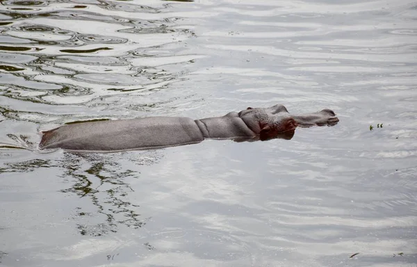 Cerca Hipopótamo Lago — Foto de Stock