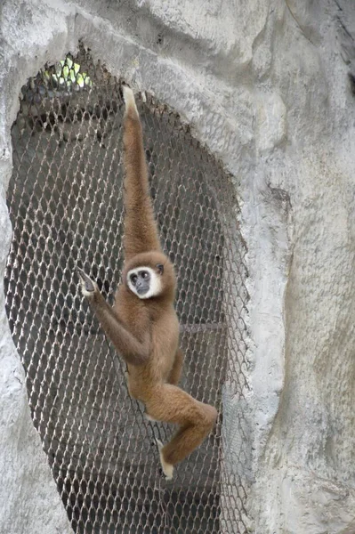 動物園で猿を閉じ — ストック写真