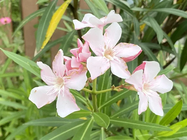 Bela Flor Oleandro Nerium Rosa Jardim — Fotografia de Stock