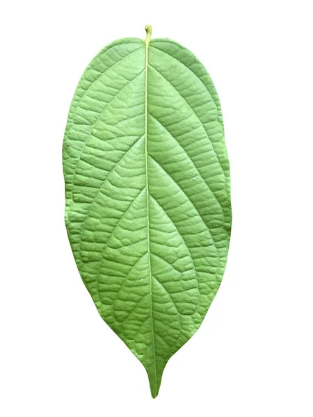 Zielony Liść Ranguna Izolowany Białym Tle — Zdjęcie stockowe