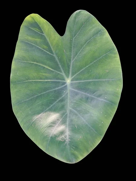 Зеленый Лист Каладия Черном Фоне — стоковое фото