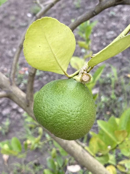 Limoenfruit Natuurtuin — Stockfoto