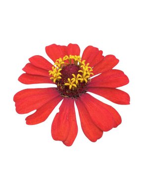 Beyaz arka plan üzerinde izole kırmızı zinnia çiçeği