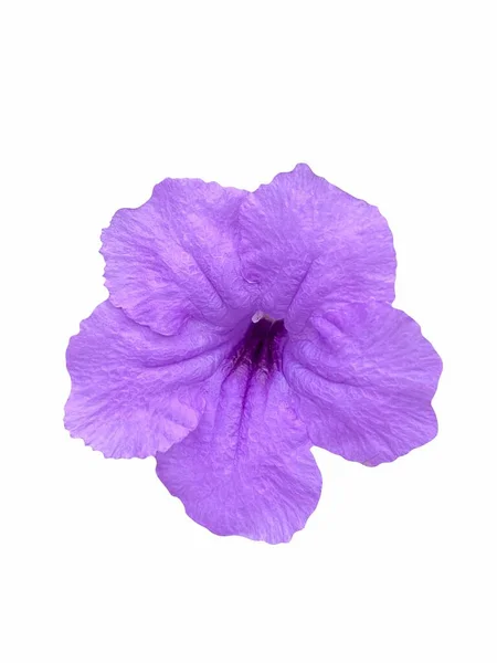Lila Ruellia Tuberosa Blume Isoliert Auf Weißem Hintergrund — Stockfoto