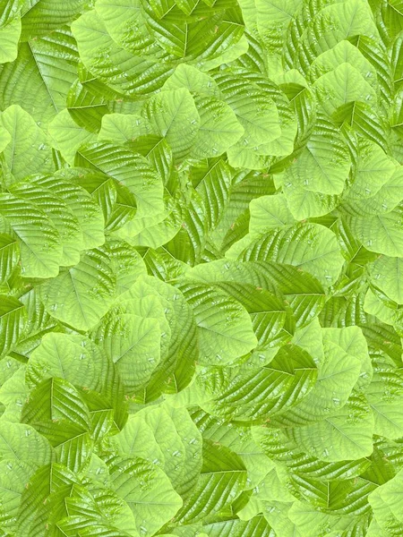 Green Kratom Leaf Pattern Background — Stock Photo, Image