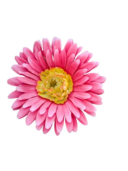 Mooie Gerbera Bloem Geïsoleerd Witte Achtergrond — Stockfoto