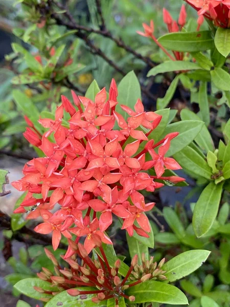 Red Ixora Flower Nature Garden — Stock Photo, Image