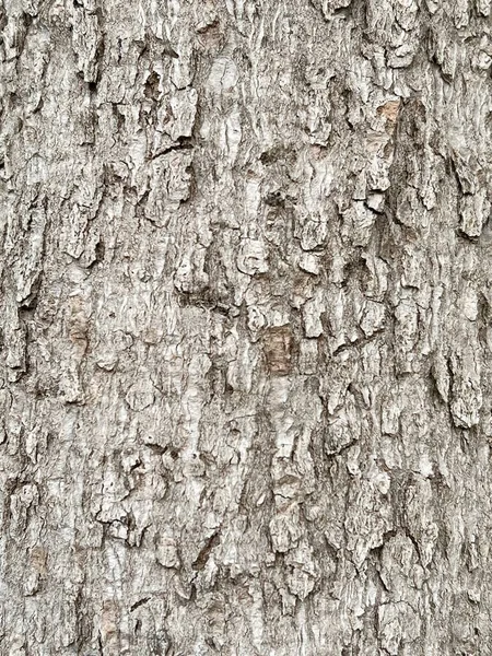 Stäng Upp Trädet Bark Textur Bakgrund — Stockfoto
