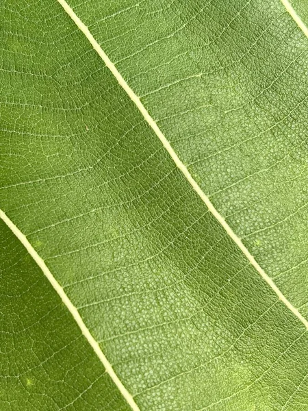 Close Teak Leaf Texture — Stock Photo, Image