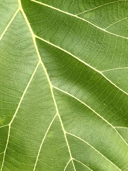 Folha Teca Verde Textura Fundo — Fotografia de Stock