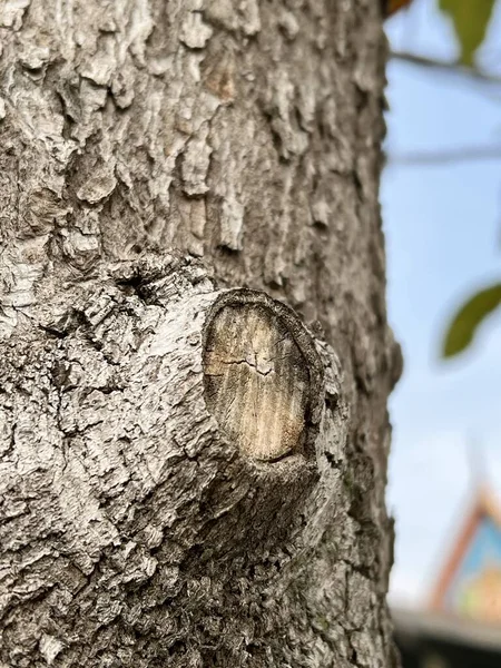 Corteza Del Árbol Bosque — Foto de Stock