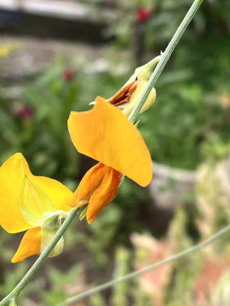 Piękny Słoneczny Konopi Żółty Kwiat Ogrodzie — Zdjęcie stockowe