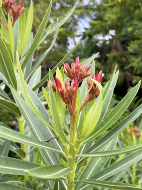Doğa bahçesinde pembe neryum zakkum çiçeği