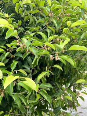 yeşil Mimusops Elena bir ağacın yaprakları