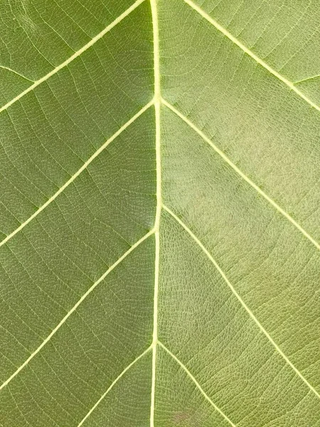 Green Teak Leaf Texture Background — ストック写真