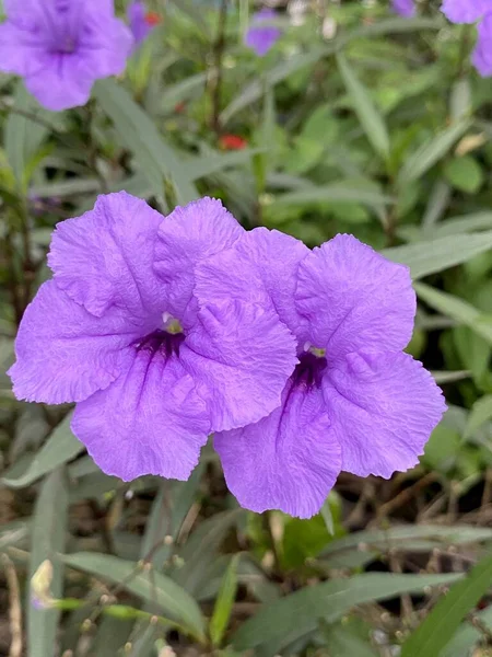 Beautiful Ruellia Tuberosa Flowers Garden — Zdjęcie stockowe