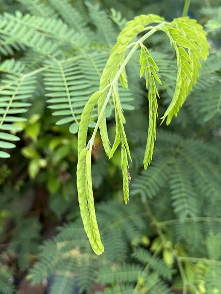 Folhas Leucaena Glauca Verdes Uma Árvore — Fotografia de Stock