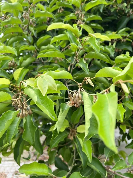 Зеленые Листья Mimusops Elengi Дерева — стоковое фото