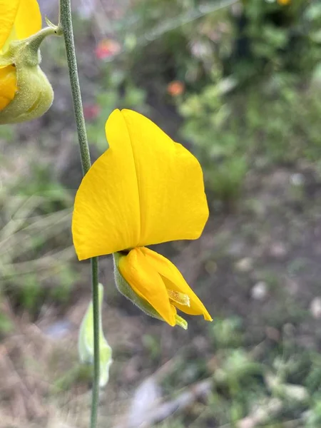 Konopie Słoneczne Lub Crotalaria Kwiat Juncea Ogrodzie Przyrody — Zdjęcie stockowe
