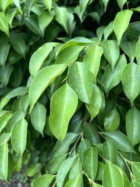 Doğanın bahçesinde banyan ağacı