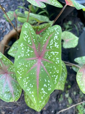 Doğa bahçesindeki kaladyum yaprağını kapat