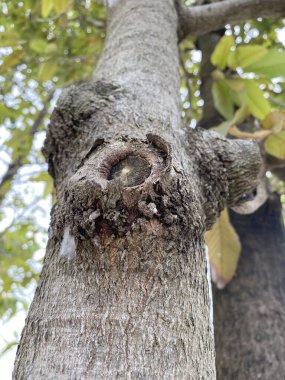 Ağaç kabuğu desenini kapat